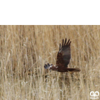 گونه سنقر تالابی Western Marsh Harrier